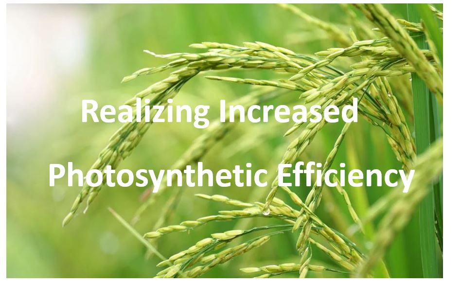 Realizing Increased Photosynthetic Efficiency