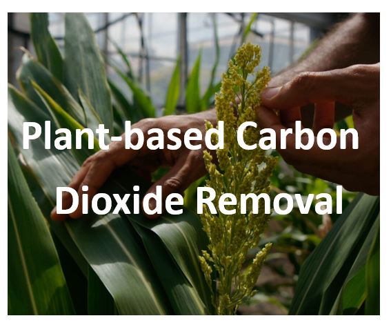 Plant-based Carbon Dioxide Removal