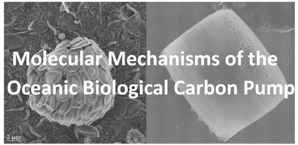 Molecular Mechanisms of the Oceanic Biological Carbon Pump