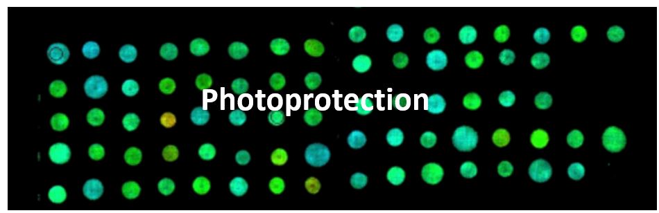 photoprotection